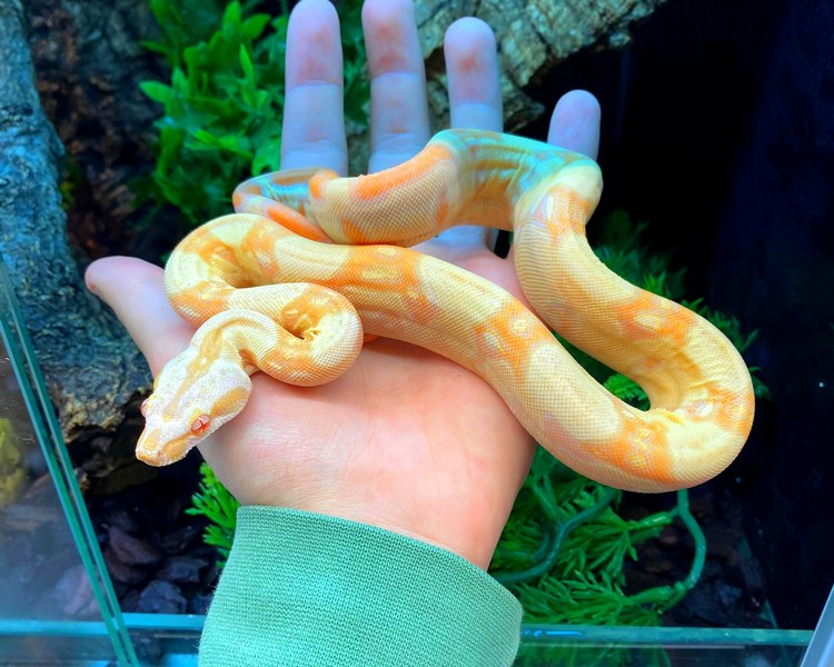 Kahl Albino Jungle Common Boa Constrictor ~ Juvenile